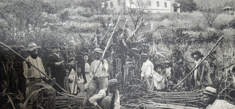 Madeira Settlement and Sugarcane Production Madeira Settlement and Sugarcane Production