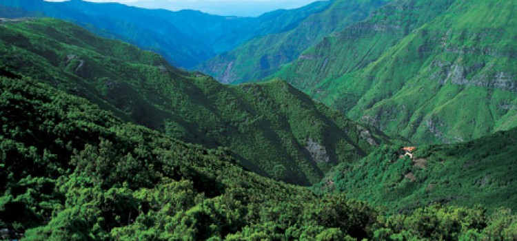 Laurissilva Forest, in Madeira