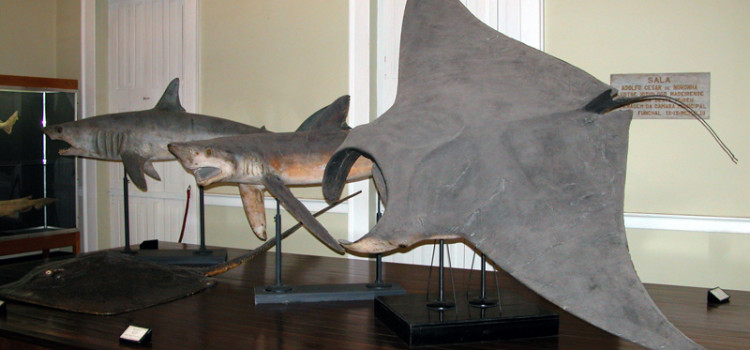 Natural History Museum and Municipal Aquarium, in Funchal Natural History Museum and Municipal Aquarium, in Funchal