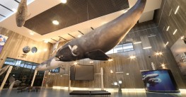 Museu da Baleia, The Whale Museum, in Funchal