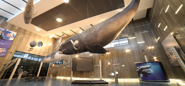 Museu da Baleia, The Whale Museum, in Funchal Museu da Baleia, The Whale Museum, in Funchal